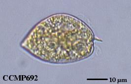 CCMP2822 | NCMA at Bigelow Laboratory